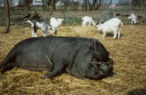 Lazy Pig