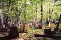 woods
