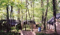 woods