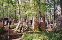 woods